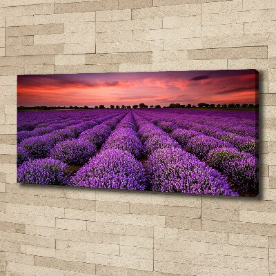 Foto quadro su tela Campo di lavanda