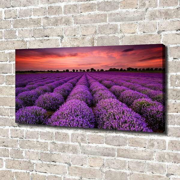 Foto quadro su tela Campo di lavanda