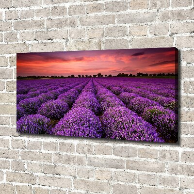 Foto quadro su tela Campo di lavanda