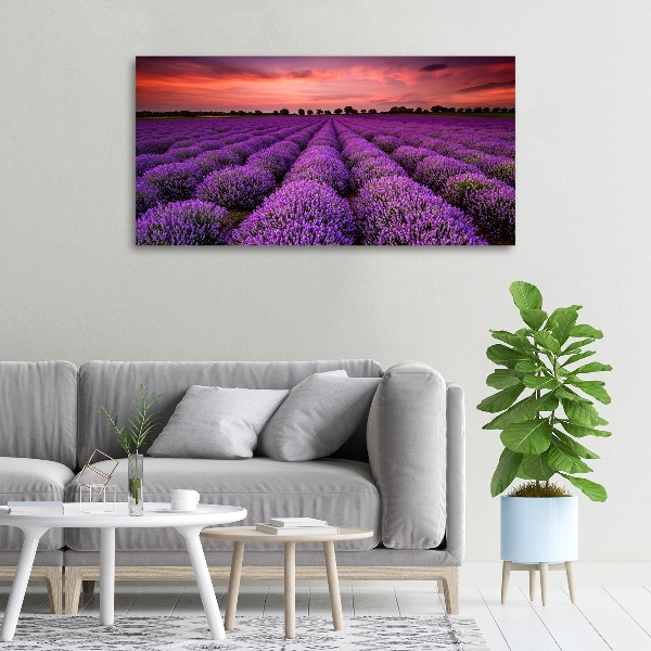 Foto quadro su tela Campo di lavanda