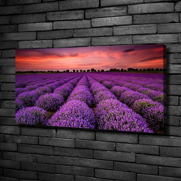 Foto quadro su tela Campo di lavanda