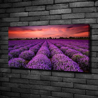 Foto quadro su tela Campo di lavanda