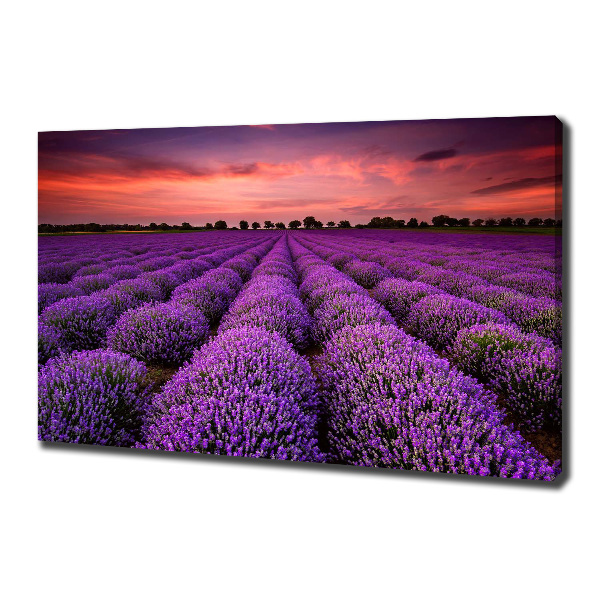 Foto quadro su tela Campo di lavanda