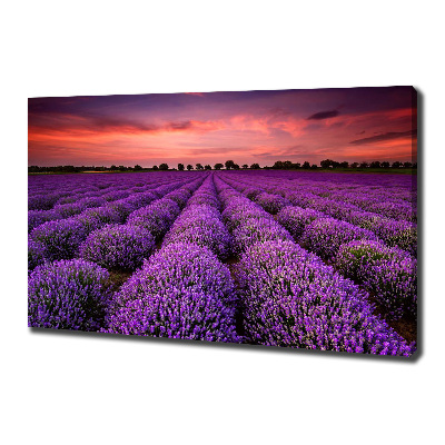 Foto quadro su tela Campo di lavanda