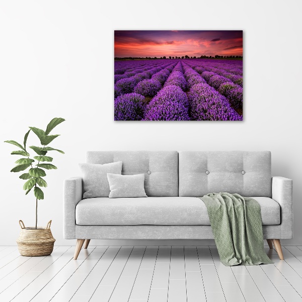 Foto quadro su tela Campo di lavanda