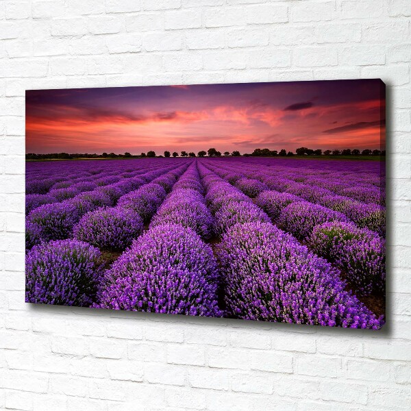 Foto quadro su tela Campo di lavanda