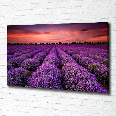 Foto quadro su tela Campo di lavanda