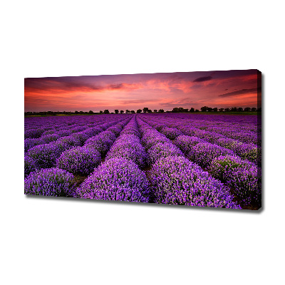 Foto quadro su tela Campo di lavanda