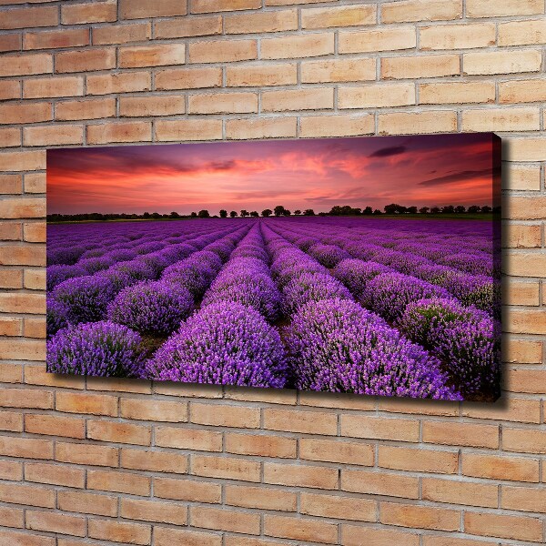 Foto quadro su tela Campo di lavanda