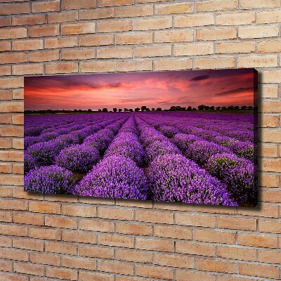 Foto quadro su tela Campo di lavanda