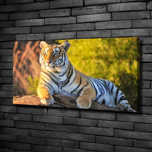 Quadro stampa su tela Ritratto di una tigre