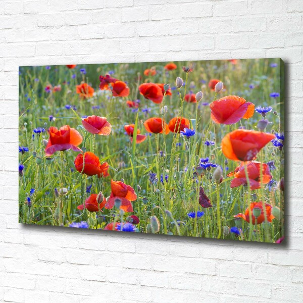 Quadro stampa su tela Fiori selvatici