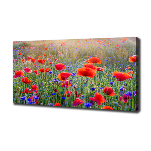 Quadro su tela Fiori selvatici