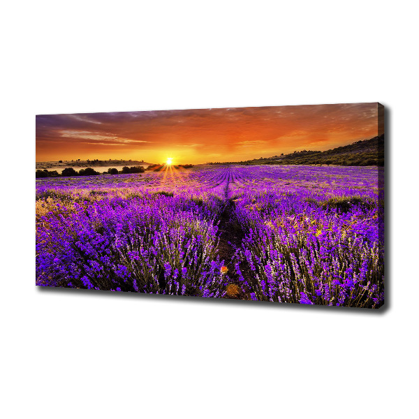 Foto quadro su tela Campo di lavanda