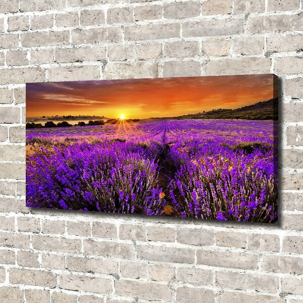 Foto quadro su tela Campo di lavanda