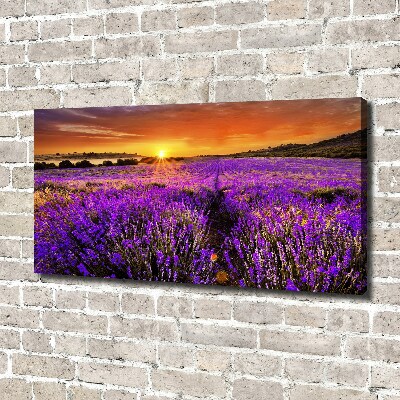 Foto quadro su tela Campo di lavanda