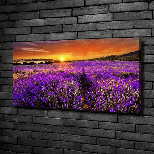 Foto quadro su tela Campo di lavanda