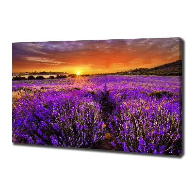 Foto quadro su tela Campo di lavanda