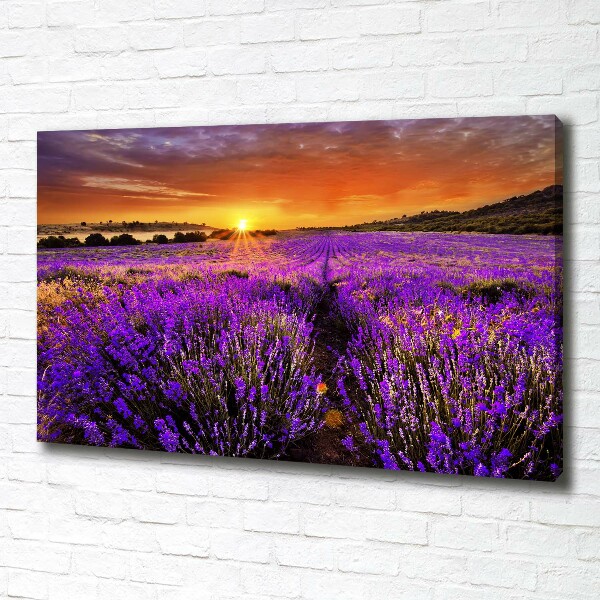 Foto quadro su tela Campo di lavanda