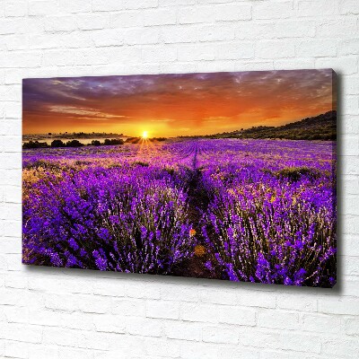 Foto quadro su tela Campo di lavanda
