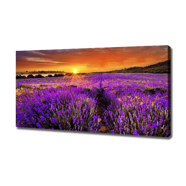 Foto quadro su tela Campo di lavanda
