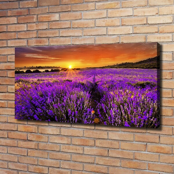 Foto quadro su tela Campo di lavanda