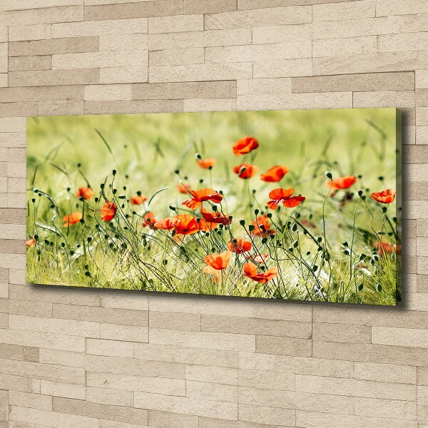 Quadro stampa su tela Papaveri