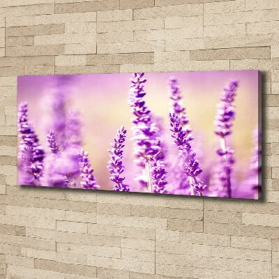 Quadro su tela Lavanda