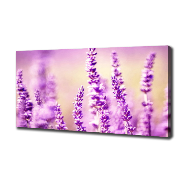Quadro su tela Lavanda