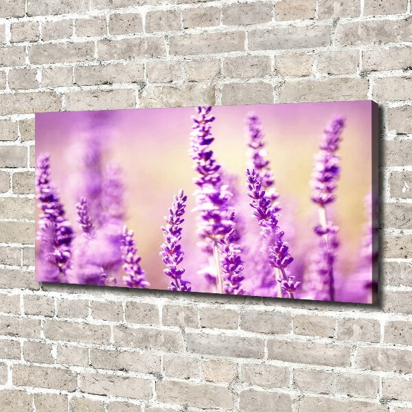 Quadro su tela Lavanda