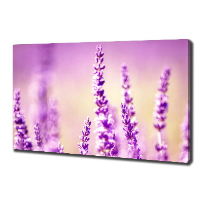 Quadro su tela Lavanda