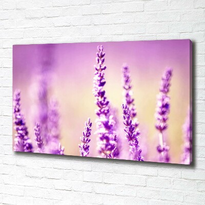 Quadro su tela Lavanda