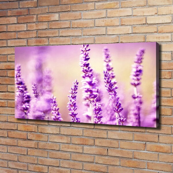 Quadro su tela Lavanda