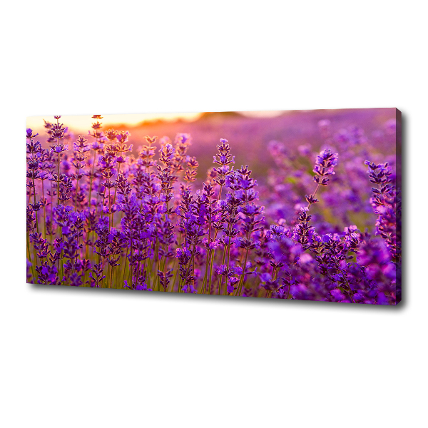 Quadro stampa su tela Campo di lavanda
