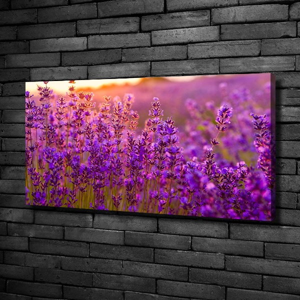 Quadro stampa su tela Campo di lavanda