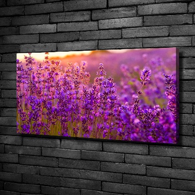 Quadro stampa su tela Campo di lavanda