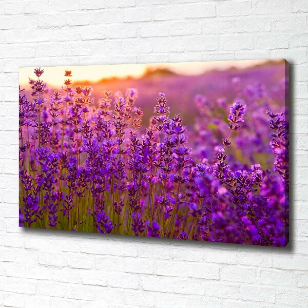 Quadro stampa su tela Campo di lavanda