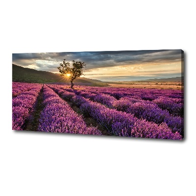 Foto quadro su tela Campo di lavanda