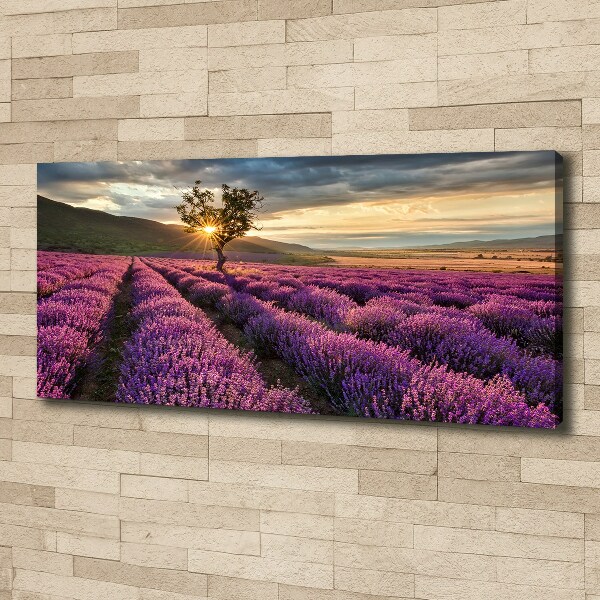 Foto quadro su tela Campo di lavanda