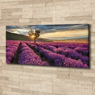 Foto quadro su tela Campo di lavanda