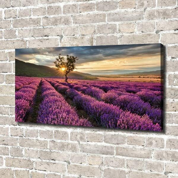 Foto quadro su tela Campo di lavanda
