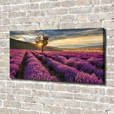 Foto quadro su tela Campo di lavanda