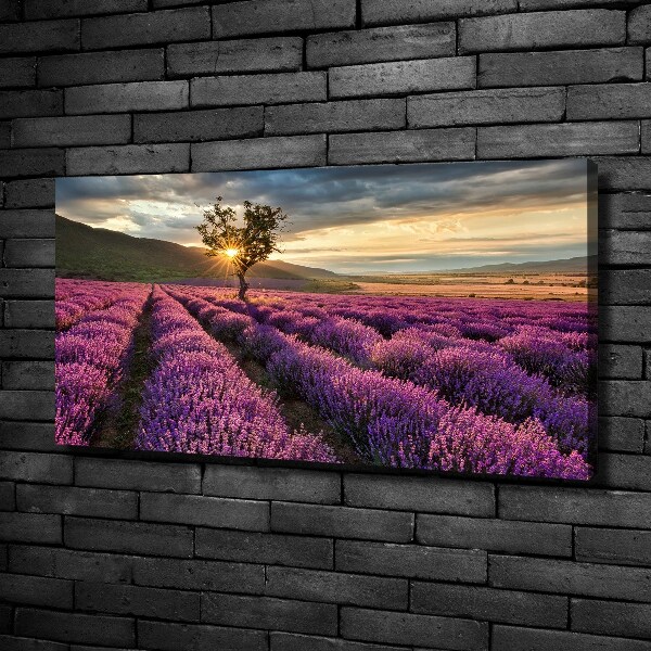 Foto quadro su tela Campo di lavanda