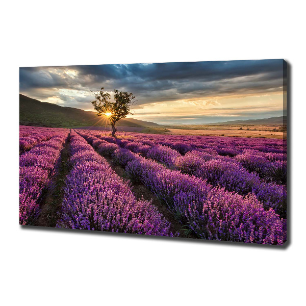 Foto quadro su tela Campo di lavanda