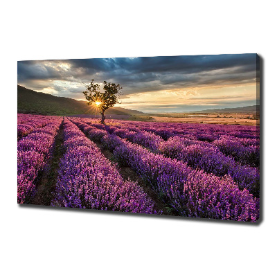 Foto quadro su tela Campo di lavanda