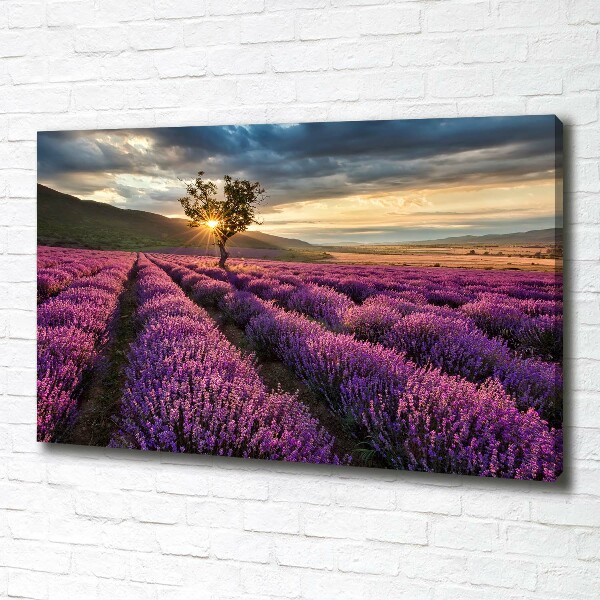 Foto quadro su tela Campo di lavanda