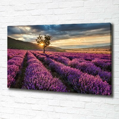 Foto quadro su tela Campo di lavanda