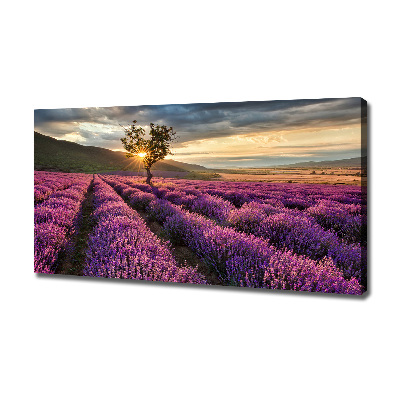 Foto quadro su tela Campo di lavanda