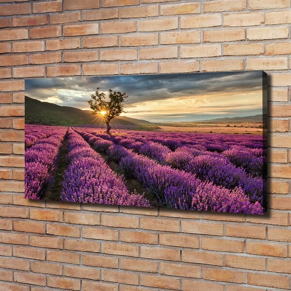 Foto quadro su tela Campo di lavanda