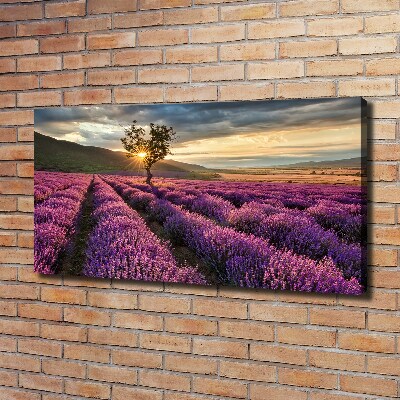Foto quadro su tela Campo di lavanda